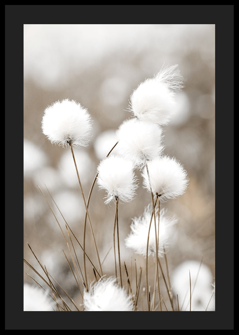 Valokuva valkoisesta puuvillaruohosta sumealla beigenvärisellä taustalla-12