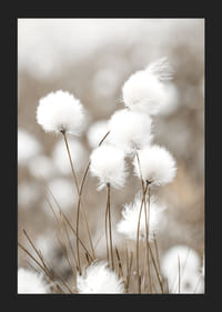 Valokuva valkoisesta puuvillaruohosta sumealla beigenvärisellä taustalla-5