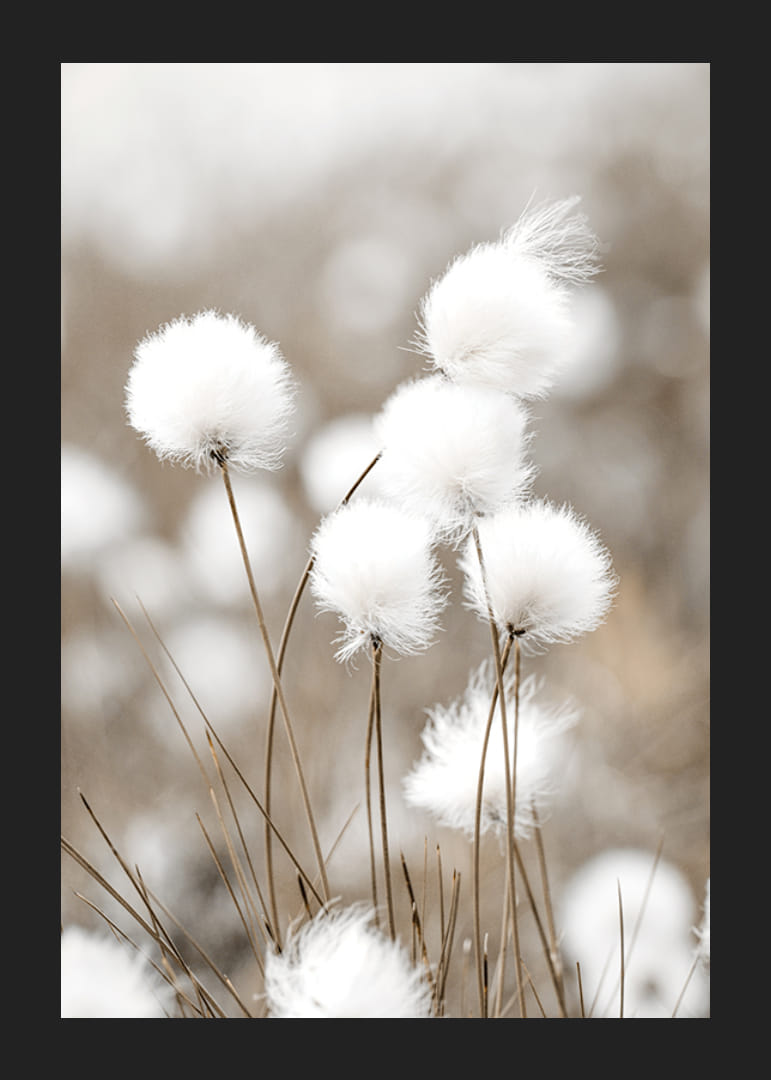 Valokuva valkoisesta puuvillaruohosta sumealla beigenvärisellä taustalla-12