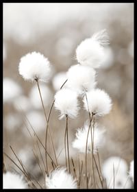 Cottongrass-2