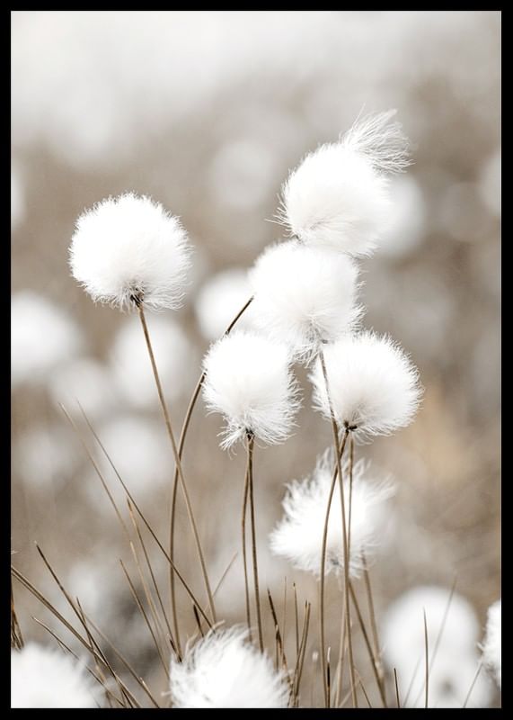 Cottongrass-12