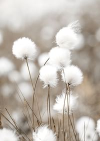 Cottongrass-3