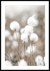 Cottongrass-0