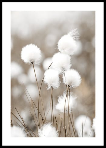 Poster Cottongrass