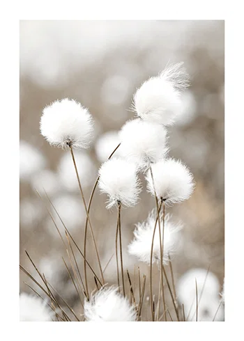 Poster Cottongrass