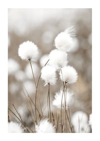 Cottongrass-1