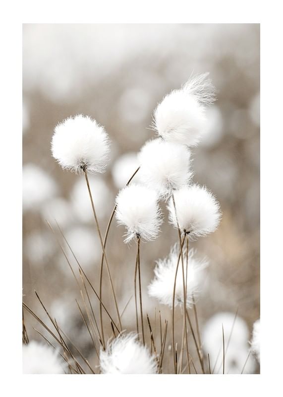 Cottongrass-12