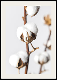 Close-up of cotton balls on brown stalk against light background-2