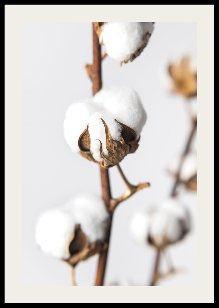 Közeli kép: pamutgolyók barna száron, világos háttér előtt-12