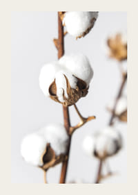 Közeli kép: pamutgolyók barna száron, világos háttér előtt-3