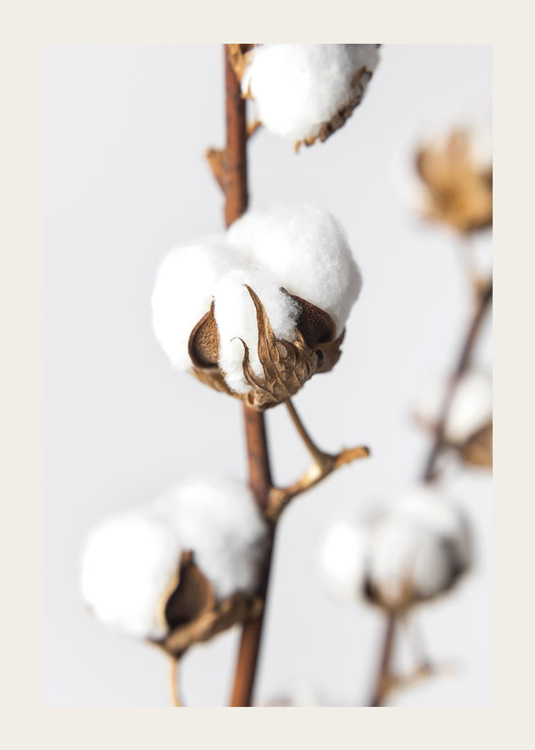 Közeli kép: pamutgolyók barna száron, világos háttér előtt-12