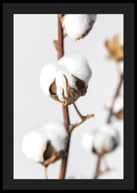 Közeli kép: pamutgolyók barna száron, világos háttér előtt-4