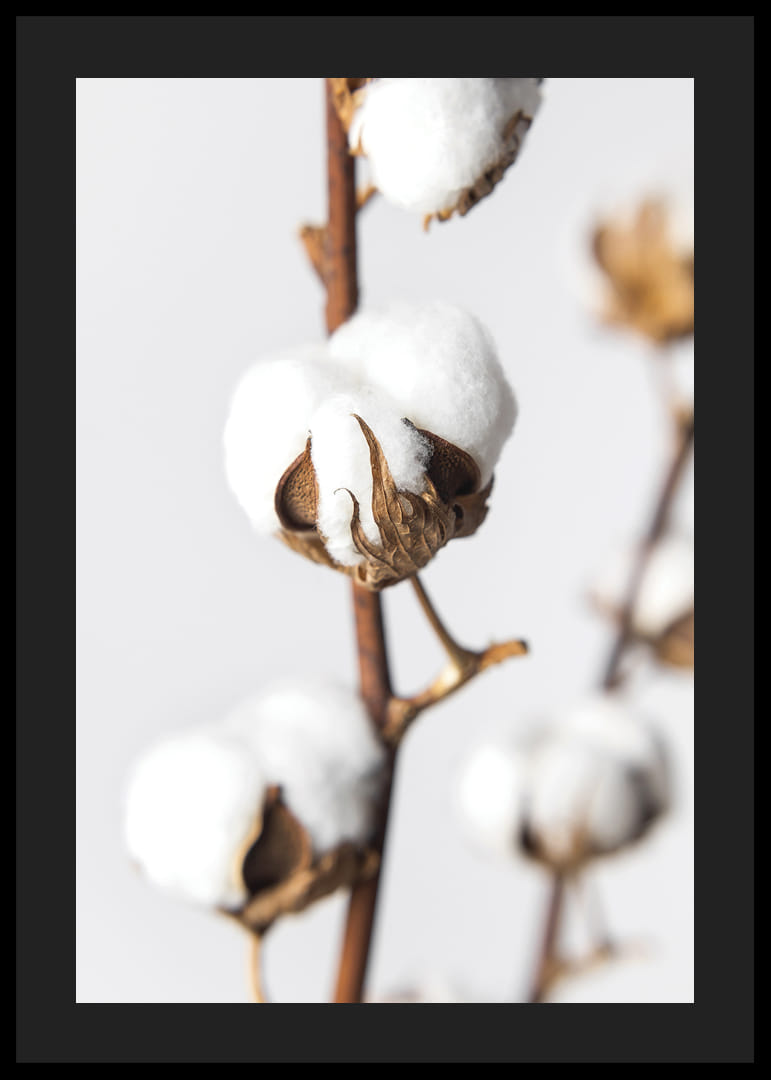 Közeli kép: pamutgolyók barna száron, világos háttér előtt-12