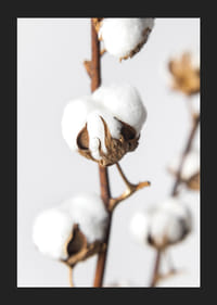 Közeli kép: pamutgolyók barna száron, világos háttér előtt-5