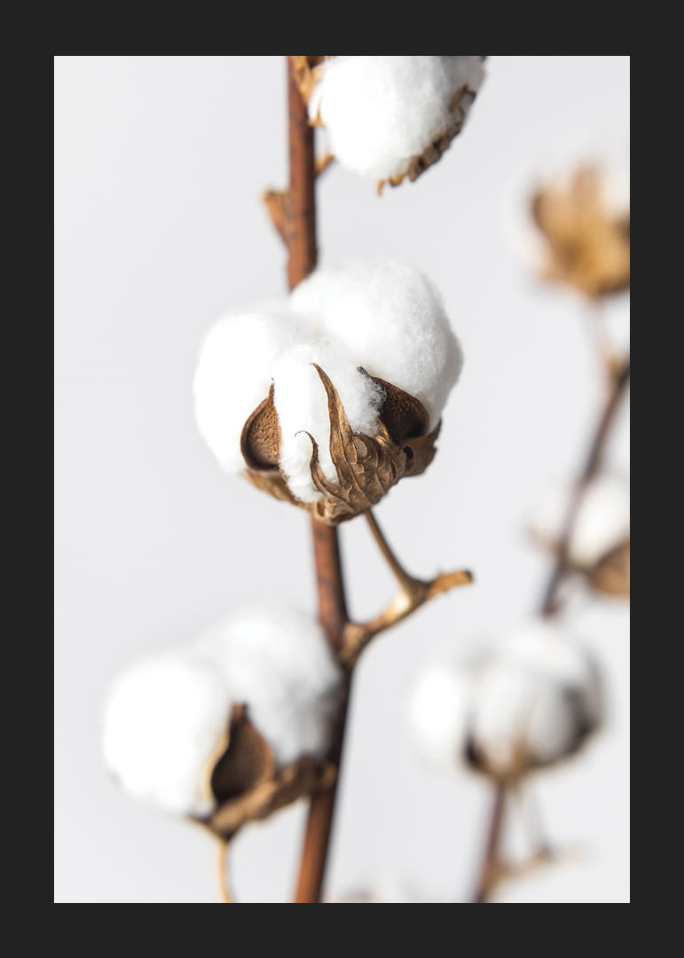 Közeli kép: pamutgolyók barna száron, világos háttér előtt-12