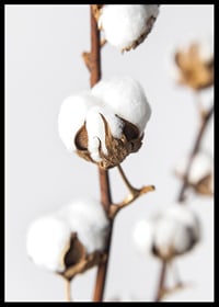 Close-up of cotton balls on brown stalk against light background-6