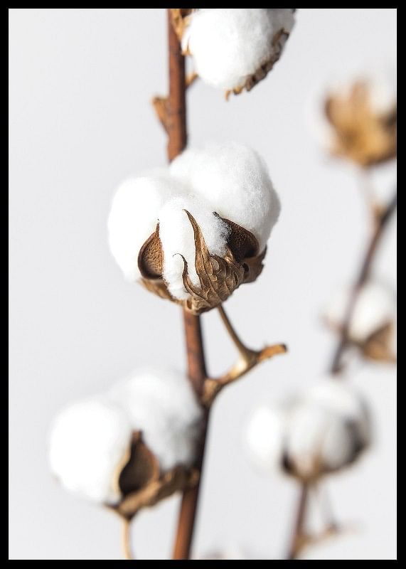 Cotton Close Up-12
