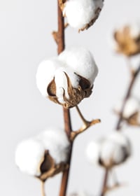 Close-up of cotton balls on brown stalk against light background-7