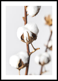 Close-up of cotton balls on brown stalk against light background-0