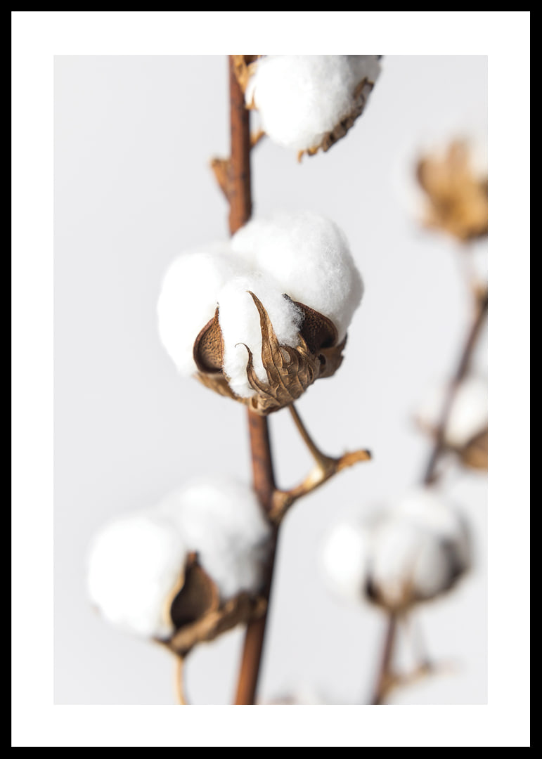 Close-up of cotton balls on brown stalk against light background-12