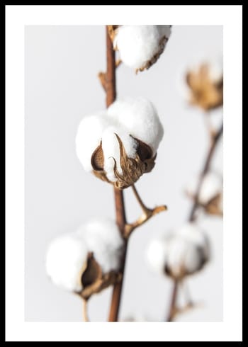 Plakat Cotton Close Up