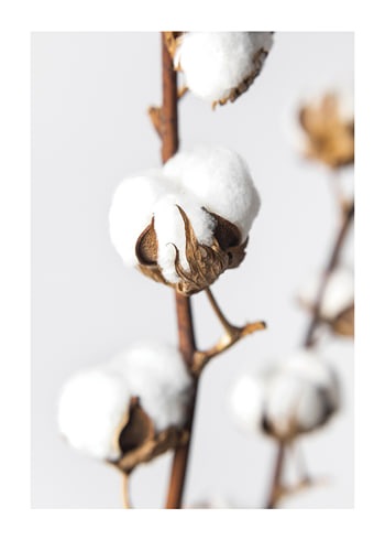 Poster Cotton Close Up