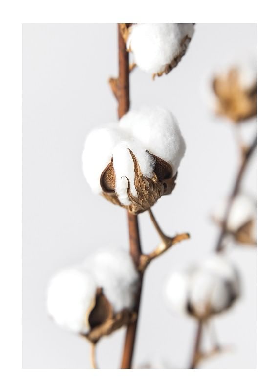 Cotton Close Up-12