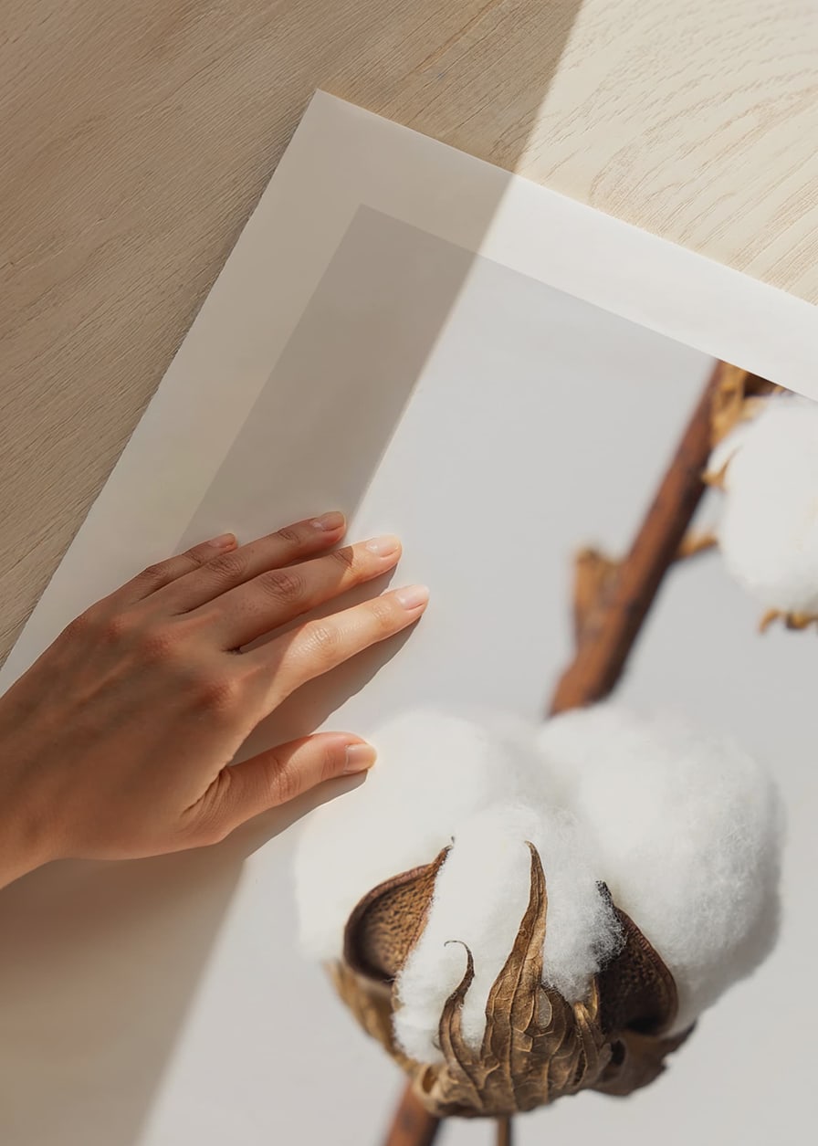 Close-up of cotton balls on brown stalk against light background-12