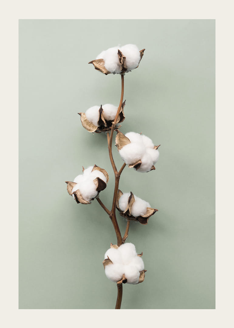 Zdjęcie patyczków kosmetycznych na jasnozielonym tle-12