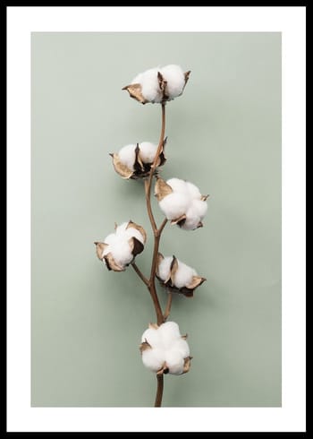 Poster Cotton On Green