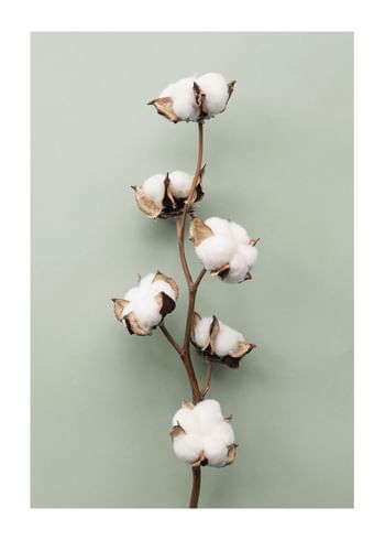 Poster Cotton On Green