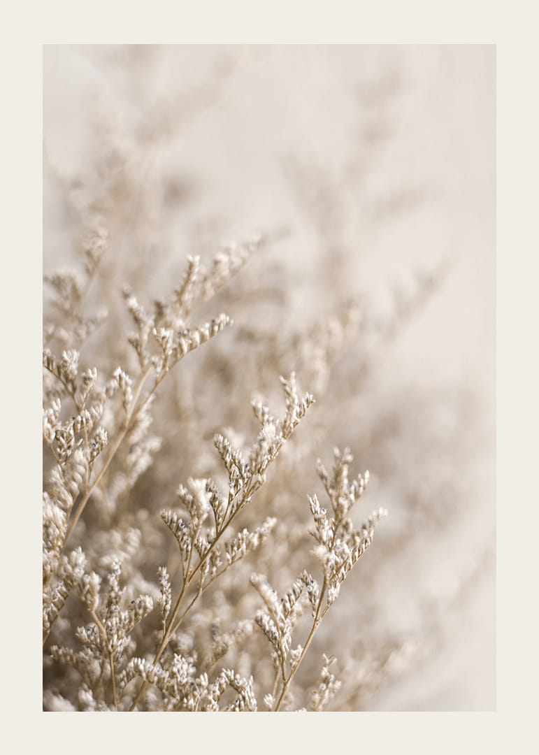 Gros plan de plantes séchées dans des tons beiges sur fond flou-12