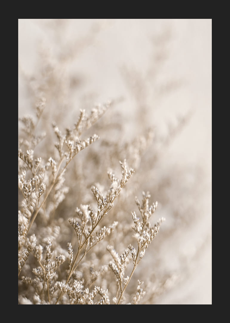 Gros plan de plantes séchées dans des tons beiges sur fond flou-12