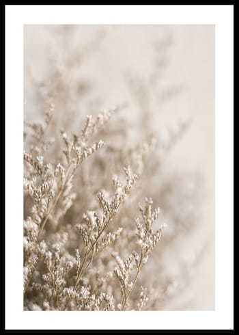 Póster Dried Plants No5