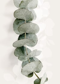 Close-up of eucalyptus twig in muted green tones-7