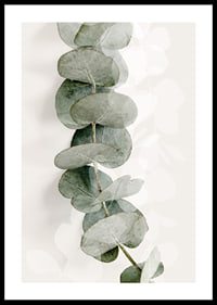 Close-up of eucalyptus twig in muted green tones-0