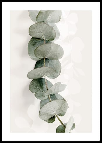 Poster Eucalyptus No8