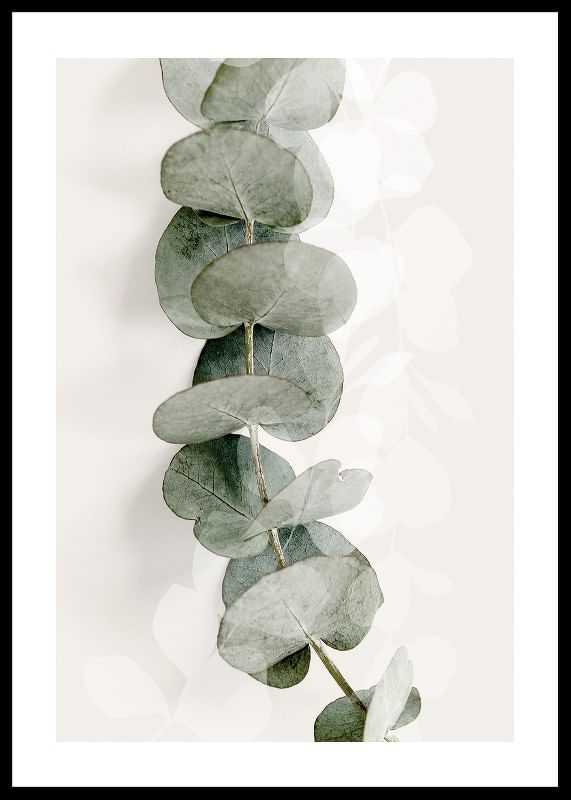 Eucalyptus No8-12
