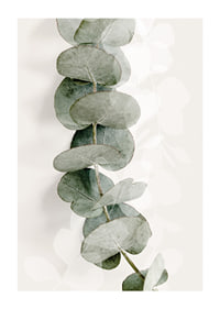 Close-up of eucalyptus twig in muted green tones-1