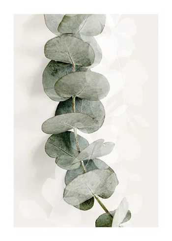 Poster Eucalyptus No8