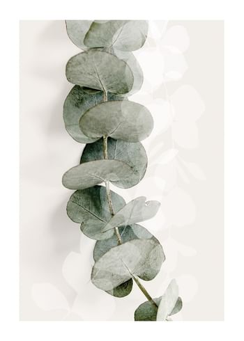 Poster Eucalyptus No8