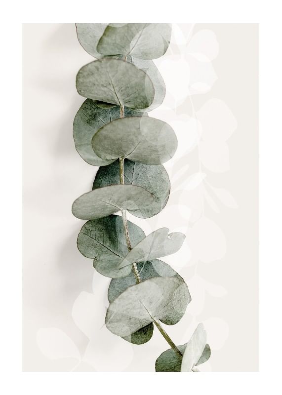Eucalyptus No8-12