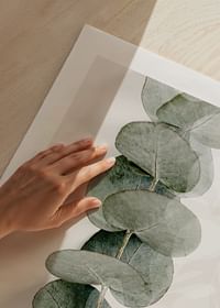 Eucalyptus No8-5