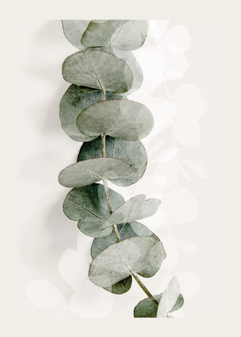 Close-up of eucalyptus twig in muted green tones-12