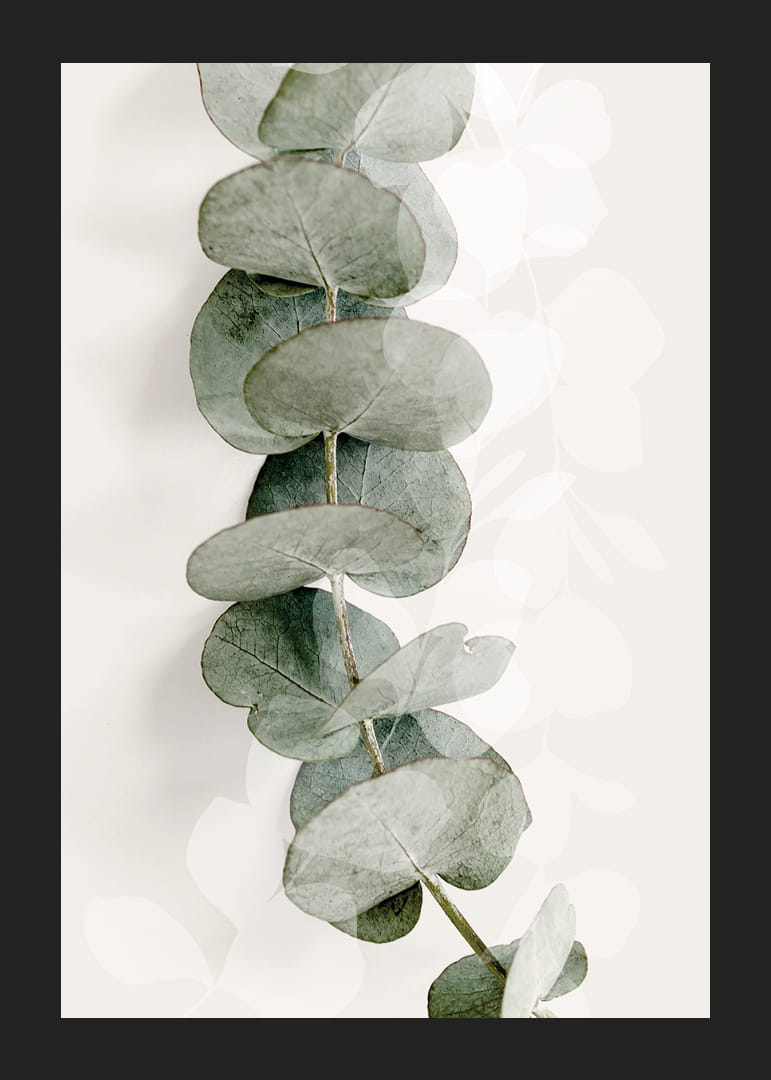 Close-up of eucalyptus twig in muted green tones-12