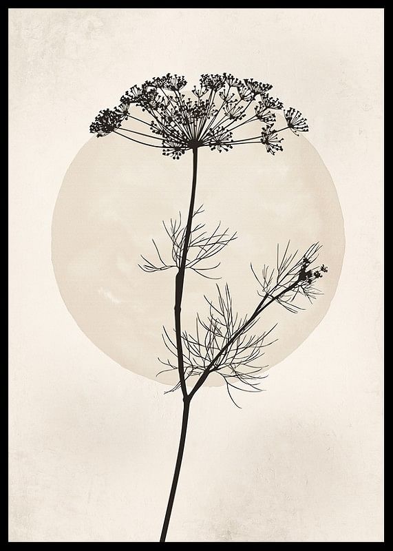 Dried Flower Silhouette-12