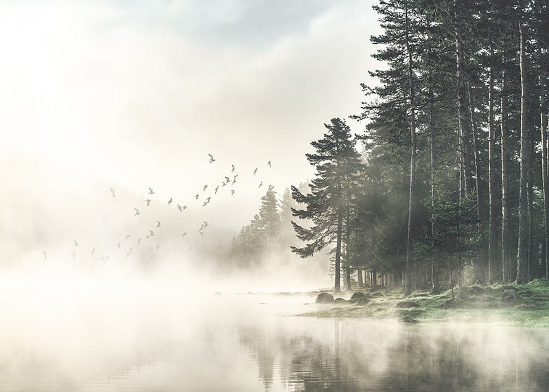 Fotografia lesa pri jazere s lietajúcimi vtákmi v hmle-12