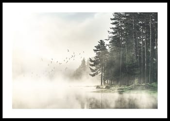 Poster Birds In Nature