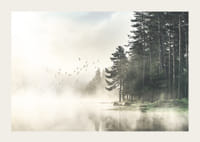 Photographie d'une forêt au bord d'un lac avec des oiseaux en vol dans le brouillard-3