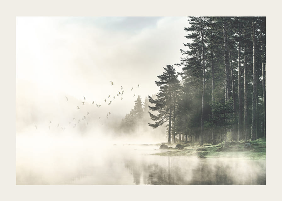 Photographie d'une forêt au bord d'un lac avec des oiseaux en vol dans le brouillard-12